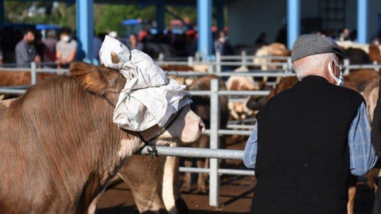 <p>Erzurum</p>

<p>Erzurum`da ağırlıkları yaklaşık bir ton ve bir ton 200 kilo olan "Paşa" ve "Kral" ismi verilen büyükbaş kurbanlıklar, Erzurum Büyükşehir Belediyesi Doğu Anadolu Canlı Havyan Pazarı`nda en çok dikkati çeken kurbanlıklar oldu.</p>
