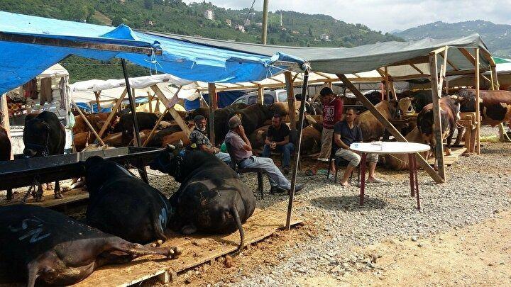 <p>Pazarın en kilolu boğasını Erzurum'un Aşkale ilçesinden getirerek 22 bin TL'den satışa sunan Enes Şişman da “Paşa" ismini koyduğu boğaya henüz alıcı çıkmadığını söyledi.</p>