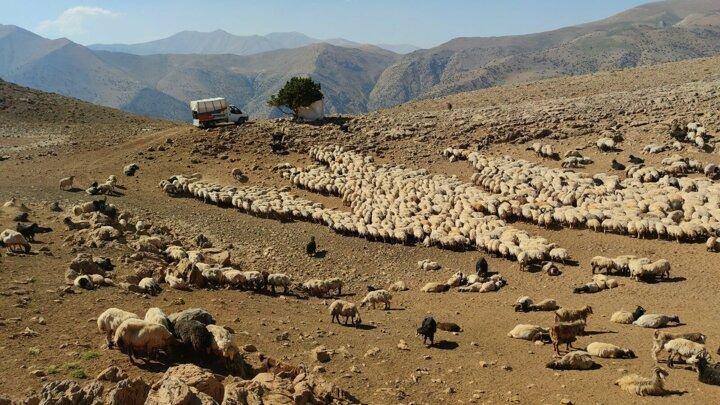 <p>Yaylada koyun sağarken sıkıntı yaşadıklarını ifade eden Berivanlar, derme çatma bir çadırın altında sağım yaptıklarını ifade ederek, “Bize kalıcı bir sağım alanı yapılmasını istiyoruz. Naylondan yaptığımız gölgelik, burası yüksek olduğundan dolayı sürekli rüzgarlı oluyor.</p>