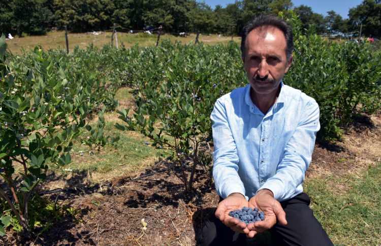 Atıl durumdaki araziye ektiler! Servet kazandılar