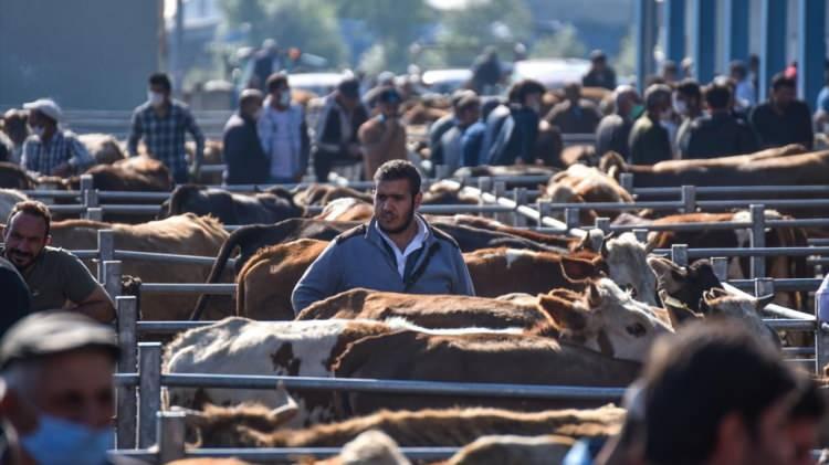 <p>Türkiye'de hayvancılığın yoğun şekilde yapıldığı Doğu Anadolu Bölgesi'nde, yaklaşan Kurban Bayramı dolayısıyla hayvan pazarlarındaki kurbanlık satışı hareketliliği arttı.</p>

<p> </p>
