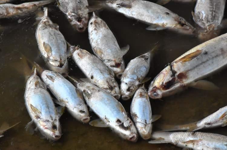 <p>Kızılırmak'ta incelemelere devam eden Balıkçılık ve Su Ürünleri Şube Müdürü Durdu Akdağ, hem su hem de balık numunelerinin sonuçlarının geldiğini belirtti.</p>
