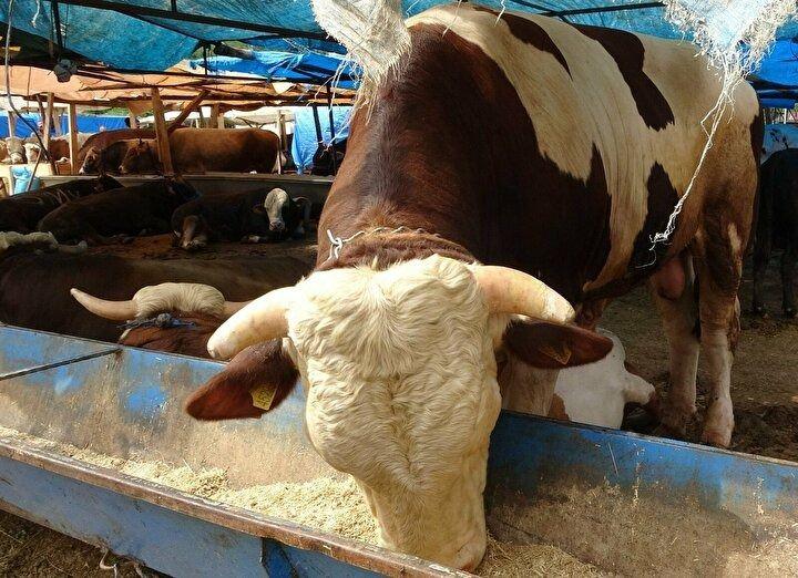 <p>Pazarın en ağır ve en pahalı boğası olan Paşa'yı almak isteyenler fiyatını öğrendikten sonra almaktan vazgeçerken boğayı, Erzurum'un Aşkale ilçesinden getiren Enes Şişman, Paşa'ya henüz talip çıkmadığını belirtti.</p>
