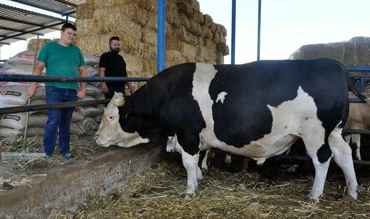 <p>Manisa'nın Turgutlu ilçesinde, yaklaşan Kurban Bayramı öncesinde Özkan Erçakır tarafından çiftlikte satışa çıkarılan 2 ton 550 kilogram ağırlığındaki 'Çakır Efe' isimli boğa, alıcısını bekliyor.</p>

<p> </p>
