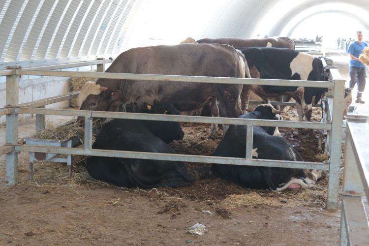<p>Havaların çok sıcak olması da hem bizi hem de hayvanları olumsuz yönde etkiliyor. Hatta havanın çok sıcak olması nedeniyle hayvanlarımızı hortumla sulayarak serinlemelerini sağlıyoruz. Gördüğünüz gibi az önce yıkadık” ifadelerini kullandı.</p>