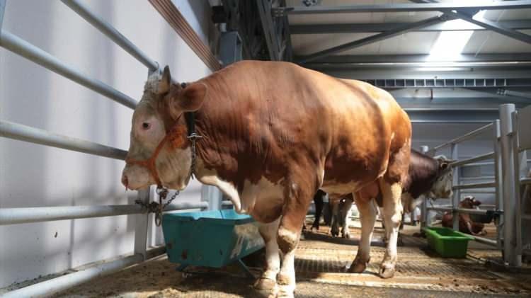 <p>Cevdet Sevim de bir ton 100 kilogramlık "paşa" adını verdikleri büyükbaş tosuna 29 bin lira istediklerini söyledi. Pazarın paşasının bir araba parası kadar olduğunu ifade eden Sevim, işlerin çok iyi gittiğini belirtti.</p>
