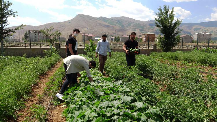<p>“İŞTEN ANLAYAN ÖĞRENCILERIMIZ BURADA ÇAPA YAPIP EKIME BAŞLADI”</p>

<p>Okul Müdürü Nesim Aytepe de ekim yapılan alanın 4 ay öncesine kadar atıl durumda bir bahçe olduğunu ifade etti. Pansiyonlu öğrencilerin atıl alanı değerlendirme anlamında bir teklifte bulunduğunu anlatan Aytepe, “Öğrencilerimiz burada sebze ekimi yapmak istediler ve bizde çok sevindik, tamam dedik. Daha sonra öğrencilerimiz ve okul idaresi olarak buraya eğildik. </p>
