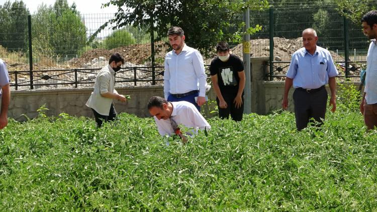 <p>“SABAH AKŞAM GELİP BURADA ÇAPA YAPTIĞIMIZ GÜNLER OLDU”</p>

<p>Öğrenci İbrahim Aytepe ise okul bahçesinde yer alan boş alanı değerlendirmek istediklerini belirterek, “Okul müdürümüze teklifte bulunarak, burayı verimli bir bostan haline getirmek için izin aldık. 500 metrekarelik bir alanda emeklerimizin sonuçlarını ihtiyaç sahiplerine bizzat verdik. </p>
