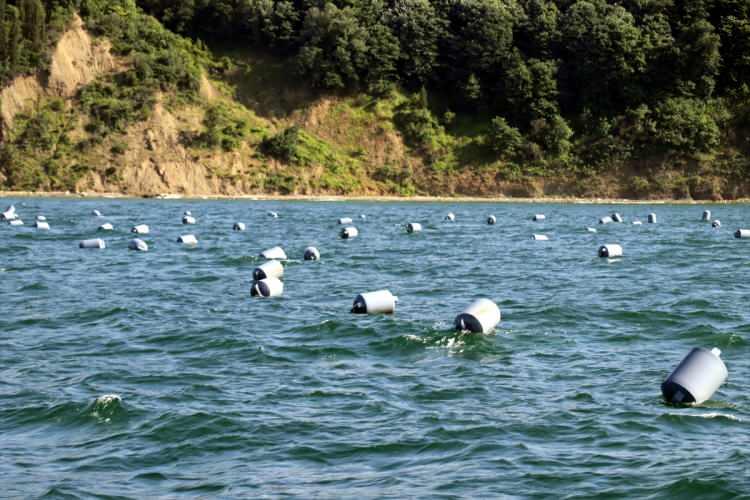 <p>"Bunların yanında Marmara Denizi'nde canlı hayatının devamı için doğal resif alanları olacağını biliyoruz. Yaklaşık 600 dekar alanda doğal resif de oluşacak ve böylelikle canlıların üremesi içinde uygun ortamlar sağlanacak. Son zamanlarda Marmara'mız müsilajla gündeme geldi. Çift kabuklular, midye, müsilajla mücadelede özellikle çok önemli bir yer tutuyor. Midye çiftliklerinde kesinlikle dışarıdan bir besleme yapılmıyor. Doğal ortamda bulunan organik atıkları ve küçük canlıları tüketerek beslenmeleri sağlanıyor. Bu açıdan baktığımız zaman midye çiftlikleri ciddi manada Marmara Denizi'nde bir filtre görevi görecek ve müsilajla mücadelede de etkin bir rol alacak. Sayın Bakanımız bizleri ciddi manada destekliyorlar. Bizler de durmadan çalışmaya devam edeceğiz."</p>
