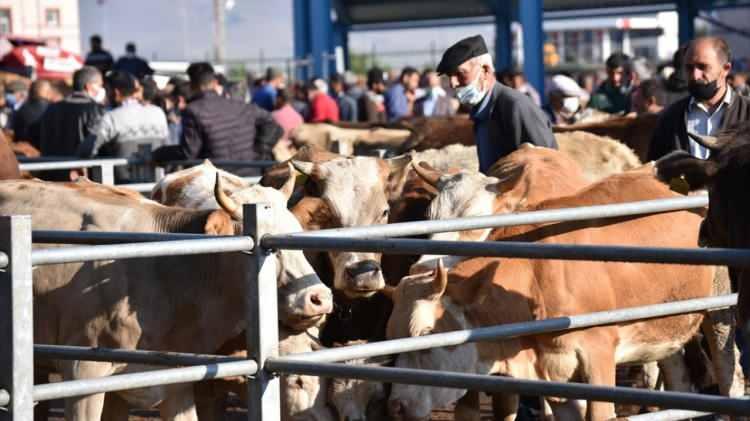 <p>Sıkı pazarlıklar sonucu besici ile alıcılar bazı hayvanların satışı konusunda anlaşırken bazılarında ise pazarlıklar sonuçsuz kalıyor.</p>