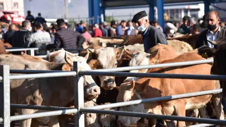 <p>Sıkı pazarlıklar sonucu besici ile alıcılar bazı hayvanların satışı konusunda anlaşırken bazılarında ise pazarlıklar sonuçsuz kalıyor.</p>
