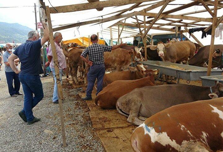 <p>Akoluk Mahallesi'nde kurulan Kurban Satış ve Kesim Alanı'nda özellikle büyükbaş hayvanların daha fazla olduğu gözlenirken, yaklaşık 4 bin kadar kurbanlıktan yüzde 60'nın satıldığı belirtildi.</p>
