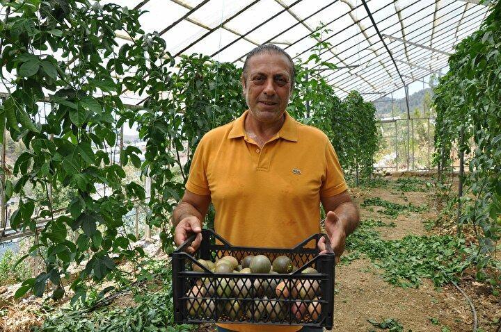 <p>Almanya'da yaşayan Muzaffer Bilkoç (55) geçen yıl Antalya'nın Alanya ilçesinde 3 dekarı örtü altı, toplam 15 dekara passiflora (çarkıfelek meyvesi) bahçesi kurdu. Bilkoç'un bu yıl ilk hasadını yaptığı ürünler kalitesine göre kilosu toptan 40 ila 75 lira arasında alıcı bulurken, market fiyatı ise yaklaşık 100 lira oldu. Muzaffer Bilkoç, "Verimli bir sezon olacak" dedi.</p>

<p> </p>
