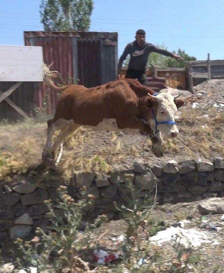 <p>Kesim sırasında bazı kurbanlıklar kaçtı, sahipleri de peşlerinden koştu.</p>