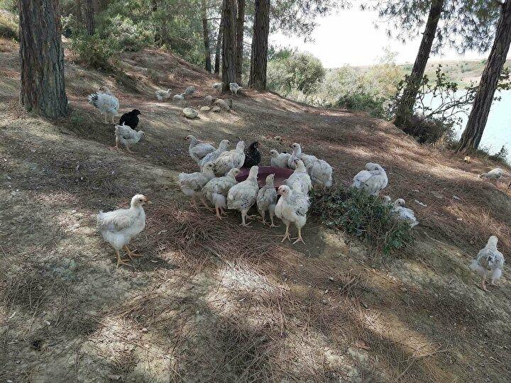 <p>Civcivlerle ilgili öğle saatlerine kadar herhangi bir çalışma yapılmadı. Tekrar göl çevresine gelen Yılmaz, civcivlerin bazılarının telef olduğunu gördü. Yem ve su ile hayvanları besleyen Yılmaz, durumu tekrar yetkililere bildirdi.</p>