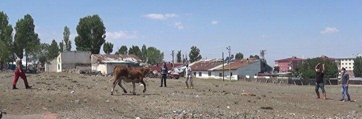 <p>Sokak aralarında koşturan kurbanlık, hayvan sahiplerinin yoğun çabaları sonucu yakalandı.</p>