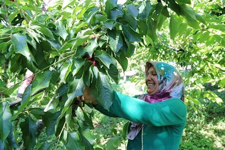 <p>Özellikle Rusya ve Çin başta olmak üzere Avrupa, Asya, Ortadoğu, Uzakdoğu’nun bazı ülkelerinden gelen talebin etkisiyle tarlada yaklaşık 30-35 liradan alıcı buluyor. Bu yıl mevsimsel etkilerden dolayı rekoltenin yarı yarıya düştüğü kirazın fiyatının yükselmesi üreticileri memnun etti.</p>
