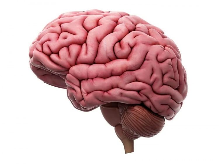 <p>Beyin Sağlığı Derneği (BEYİNDER) sağlıklı bir beyin için yapılması gerekenleri 11 maddede sıraladı. Yapılan açıklamada beynin yaşlanmasının önüne geçmek için kaçınılması gerekenler de sıralandı.</p>
