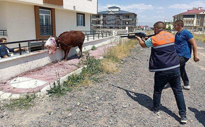 <p>Palandöken ilçesindeki kesimhaneye getirilen büyükbaş hayvan, sahibinin elinden kaçtı. Atlama kulelerinin bulunduğu Kiremitlik Tepe’ye doğru kaçan hayvan, sahiplerini uzun süre peşinden koşturdu.</p>
