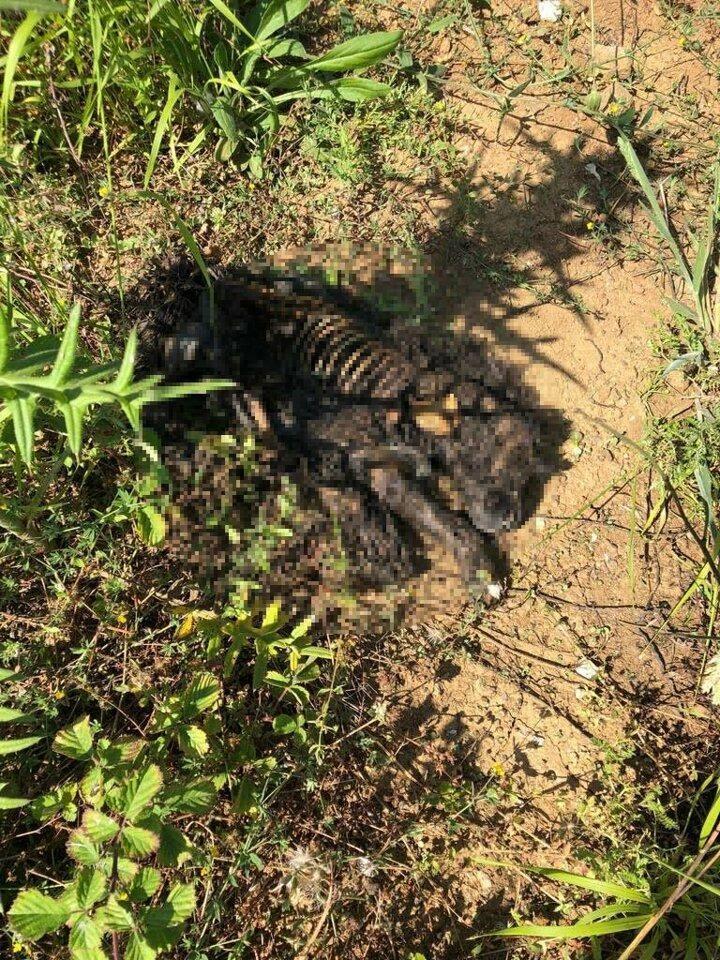 <p>Olay, 27 Haziran'da Demirciköy Mahallesi Plaj Yolu Caddesi'nde meydana geldi. İddiaya göre, 14 tane yavru köpeği yol kenarında tel örgülerle çevrelediği alanda besleyen Cengiz Kıyılar, yavru köpeklerden birinin eksik olduğunu fark etti. Bunun üzerine çevrede araştırma yapmaya başlayan Kıyılar, yavruları beslediği alanın az ilerisinde korkunç manzara ile karşılaştı.</p>