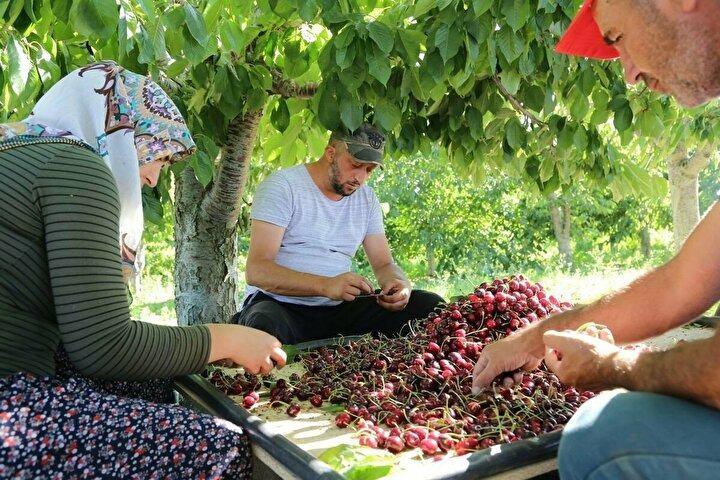 <p>İhracatçı firma temsilcisi Ercan Şen, yaptığı açıklamada, kiraz hasadının geç olmasının üreticiler açısından avantajlı olduğunu söyledi. Kiraz üreticilerinin profesyonelce üretim yaptıklarını belirten Şen, “Ülkemiz başta olmak üzere İtalya’dan Yunanistan’a, İspanya’ya kadar dünyanın birçok noktasında kiraz yetiştiriciliği yapılmaktadır. Türkiye’de ilk hasadı İzmir Kemalpaşa Bağyurdu’nda başlamaktadır.</p>