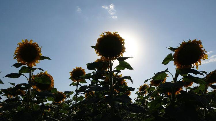<p>Yağlık ayçiçeğinde sulu tarım yaptıklarını kaydeden Yağmur, “Ortalama olarak 27 milyon TL çerezlik ayçiçeğinden, 1 milyon TL ise yağlı ayçiçeğinden Muş ekonomisine katkı bekliyoruz. Ekimi yapılan ayçiçekleriyle Muş Ovası sarıya boyanmış durumdadır. Bu oluşan görüntülerle burası fotoğraf sanatçılarının uğrak noktası haline gelmiştir. Özellikle düğün sezonunun açılmasıyla birlikte civardaki vatandaşlar gelip fotoğraf çekimleri yapmaktadırlar” dedi.</p>
