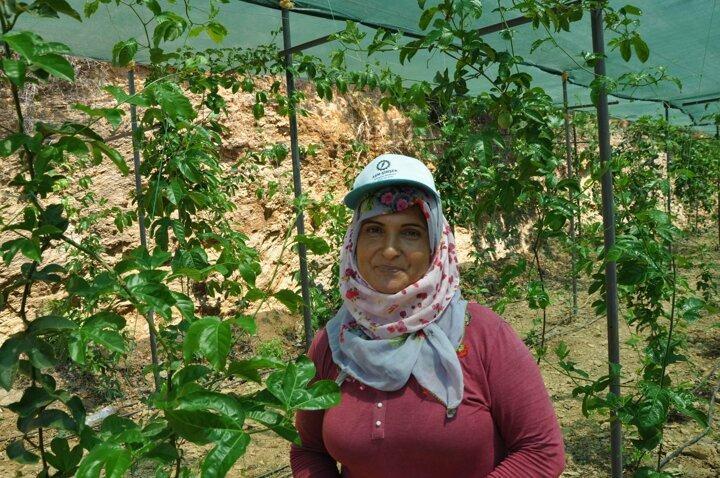 <p>Passiflora bahçesinde yevmiye usulü çalışmaya gelen ve mesai arkadaşlarına söylediği türkülerle sıkılmadan çalışmalarına katkı sağlayan Durdane Özkaya, ailesine ekonomik yönden katkı sağlamak istediğini anlattı.</p>