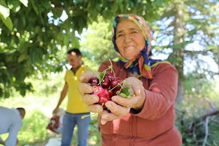 <p>Rekolte olarak da ciddi bir tonaja sahiptir. Bu yıl Türkiye’nin her tarafında olduğu gibi mevsimsel bir durumdan dolayı rekolte biraz düştü. Aroma ve sertlik açısından ülkemizin birçok yerinde yetişen kiraza göre Hadim kirazı biraz daha öne çıkmaktadır” dedi.</p>