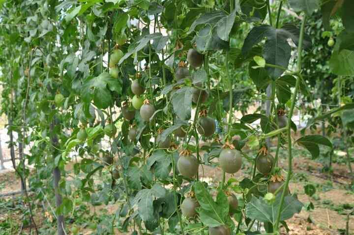 <p>Passiflora bahçesinde, çocuklarının düğününü yapabilmek için yevmiye usulü çalışan Hürriyet Şahin de, "Buraya çalışmak için geldik. Arkadaşlarla 7-8 kişi günlük gelip gidiyoruz. Ev ekonomimize katkı sağlamak için çalışıyoruz. Oğlanlarımı evlendireceğim. Passiflora işçiliği çok kolay, diğer örtü altı ürünlerden" dedi.</p>