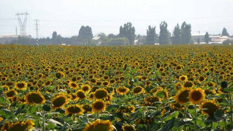 <p>3 milyon 570 bin dekar tarım arazisi ile Türkiye’nin üçüncü ekilebilir alanına sahip olan Muş Ovası’nda ekimi yapılan ayçiçeği tarlaları sarıya boyadı.<br />
 </p>
