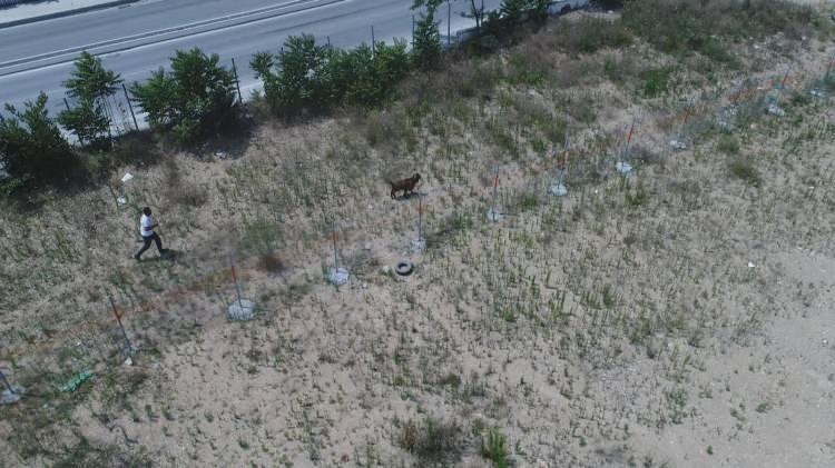 <p>Kurban Bayramı’nın ilk gününde Sultangazi kurban kesim alanına kamyonla götürülen keçi, seyir halindeki araçtan atlayarak kaçtı. Çitlerin olduğu alana doğru koşan keçi, sahibine zor anlar yaşattı. Kamyondan inen 3 besici keçiyi yakalamak için seferber oldu. Besicilerle keçi arasında yaşanan kovalamaca yaklaşık 2 saat sürdü. Keçi yakalama operasyonu drone ile havadan da görüntülendi.<br />
 </p>
