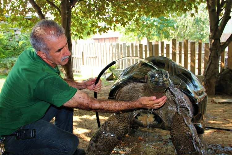 <p>“Bunlar bizim bir evladımız gibi oldu”</p>
<p>Bakımını yaptığı hayvanlarla sohbet ettiğini de kaydeden Aydın, “Bunlar artık bir evlat gibi oldu. ‘İnsan yılana, timsaha alışır mı?’ diye düşünülebilir ama alışıyormuş demek ki, her şey insana bağlı. Hayvana nasıl davranırsan karşılığını mutlaka alırsın. Benim evlatlarım yokken Tuki buradaydı. Şimdi benim 3 tane çocuğum var. Onlarla hemen hemen aynı tutuyoruz. Tabii ki kolay değil, her sabah gelip temizliğini yapıyoruz, yemeğini veriyoruz.</p>