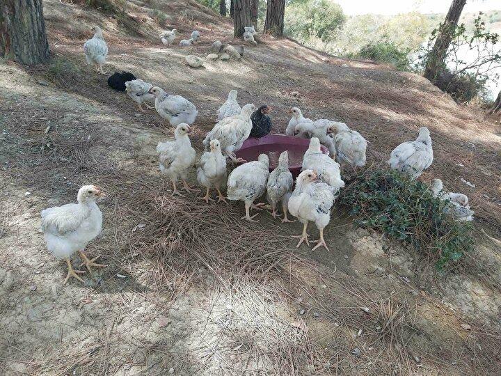 <p>AK Parti Sözcüsü Ömer Çelik, konuyla ilgili sosyal medya hesabından açıklama yaptı.</p>
