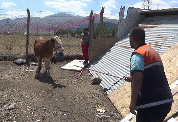 <p>Büyükşehir Belediyesi kurban yakalama ekibinin uyuşturucu iğne kullanmasına izin vermeyen vatandaşlar, uzun uğraşlar sonucu hayvanı yakaladı.</p>