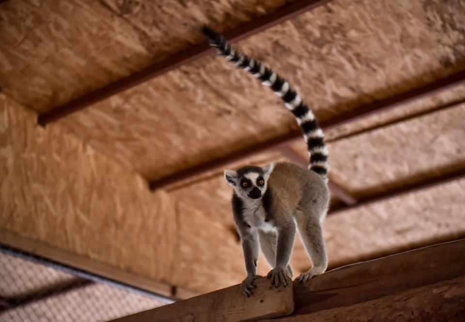 <p>Hangi lemurun hangi familyanın üyesi olduğuna dikkat edip popülasyonumuzu arttırmaya çalışıyoruz. Bu sene yine doğum oldu. Oldukça güzel, yavrularımızı aldık. Şu an 3 yavrumuz var." diye konuştu.<br />
 </p>
