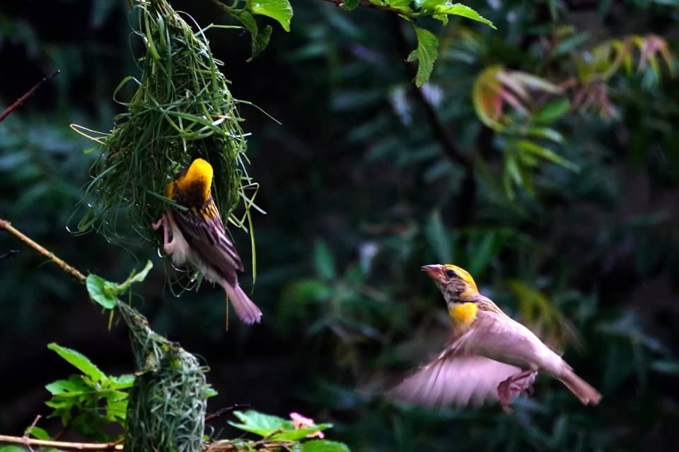 <p>Hindistan'ın Rajasthan eyaletinde muson sezonu devam ederken Ajmer köyündeki dokumacı kuşların yuva yapma sanatı güzel görüntüler oluşturdu.</p>

<p> </p>
