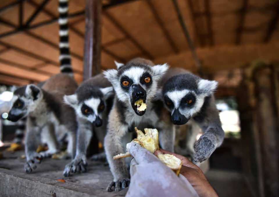 <p>Tropikal iklimlere alışkın lemurlar, kendilerinden sorumlu bakıcılar tarafından özel yaşam alanlarında çeşitli meyve ve sebzelerle günde iki kez besleniyor.<br />
</p>