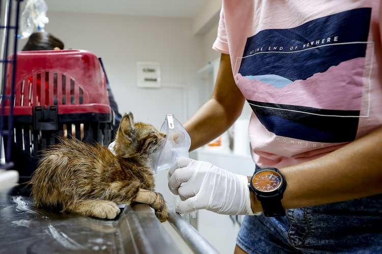 <p>Ekip arkadaşlarının, Oymapınar Mahallesi'nde yanan kedi ve köpekleri aldıklarını belirten Hasanoğlu, "Kurtaramadığımız hayvanlar da oluyor. Bugün yine bölgede hayvan olup olmadığını kontrol etmeye gideceğiz." dedi.</p>