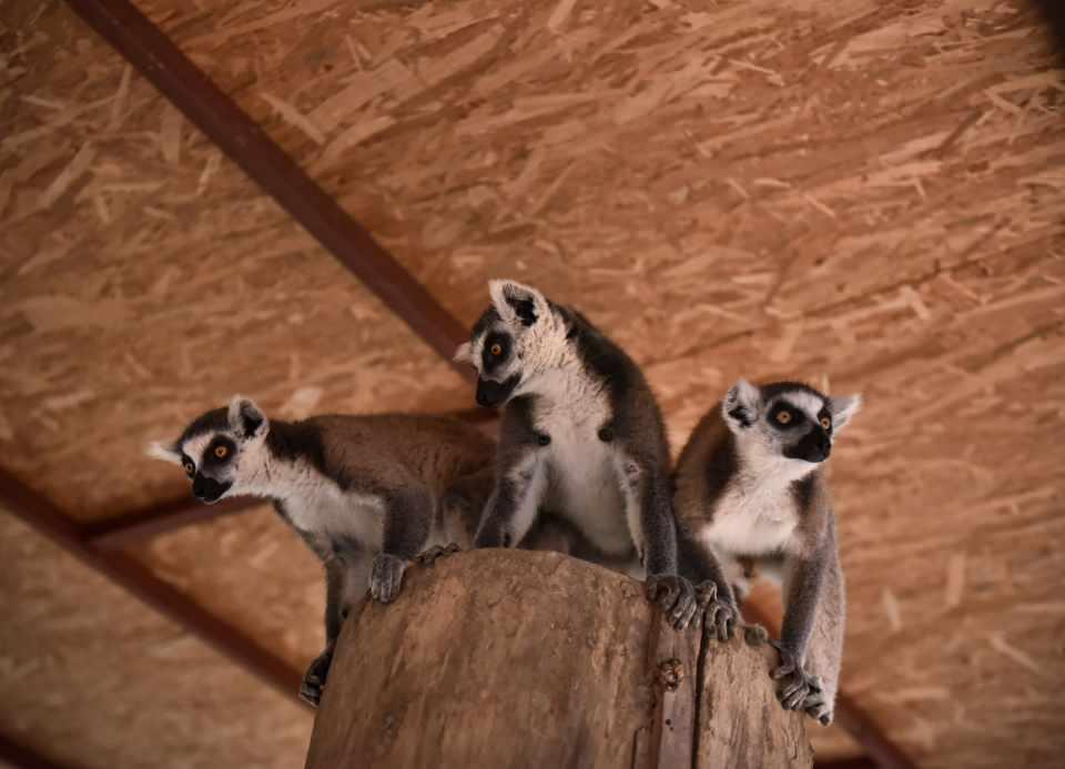 <p>Doğa parkında en çok dikkati çeken türün lemurlar olduğunu ifade eden Serpin, "Popülasyon açısından doğa parklar içeresinde iyi sıralardayız. İki familyamız var. Bunlar dişi sosyal hayvanlar oldukları için kendi içlerinde yavru yarışlarına giriyorlar. </p>
