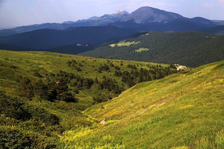 <p>Karaçam, sarıçam ve göknar ağaçları ile yüksek kesimlerde alpin (yüksek dağlık alanlarda ağaç yetişme sınırının üstünde görülen çayırlık) yaygın olduğu Ilgaz Dağı'nda ayı, kurt, tilki, geyik, karaca ve yaban domuzu gibi 30 civarında yabani hayvanın yaşadığı biliniyor.</p>
