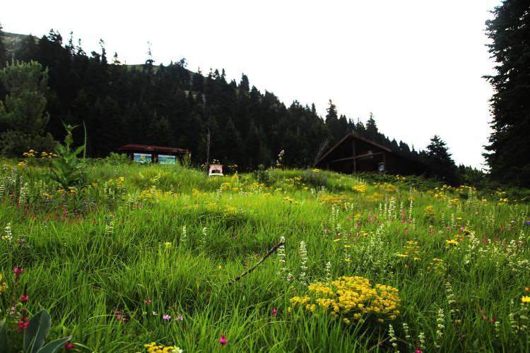 <p>Doğa fotoğrafçısı Cebrail Keleş, AA muhabirine, Ilgaz'ın çok özel bir yer olduğunu, dağın çok sayıda güzelliği barındırdığını söyledi.</p>
