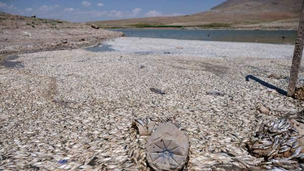 <p>Barajın kıyıları binlerce balık ölüsüyle kaplandı. Barajın bulunduğu Ahmediye Mahallesi'nin muhtarı Hayrettin Altın, “Baraj suları, bu yılki şiddetli kuraklık nedeniyle erken çekildi. Sudaki oksijen dengesizliği nedeniyle balıkların ölümüne her yıl rastlayabiliyoruz'' dedi.</p>
