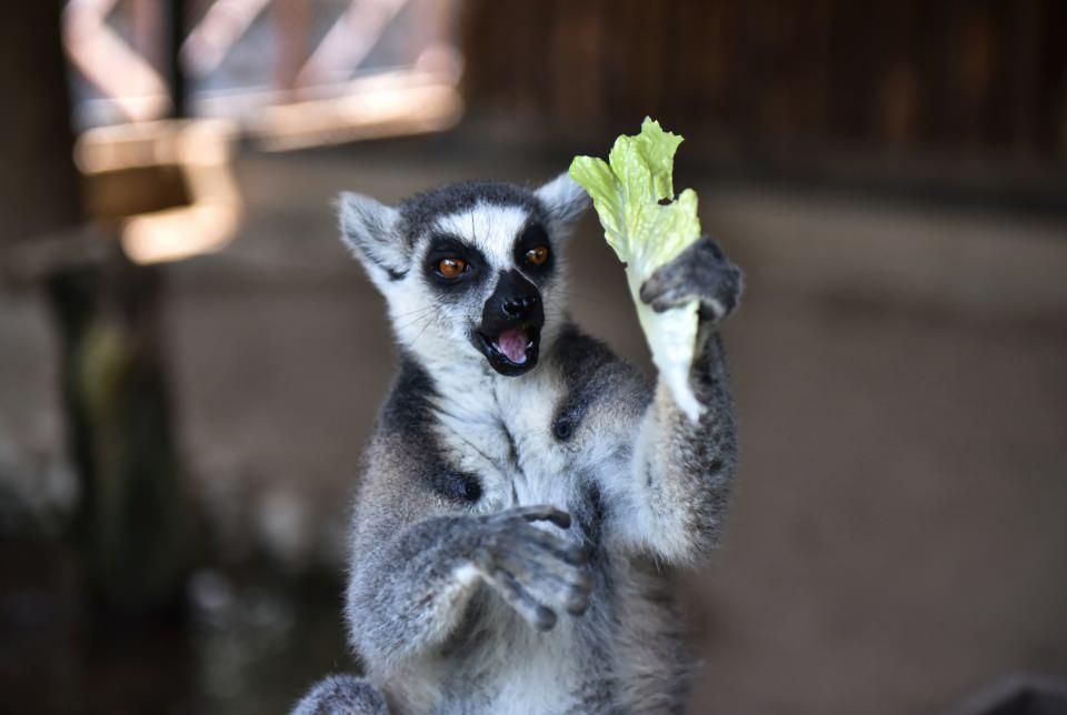 <p>Ana vatanı Madagaskar olan ve iri parlak gözleriyle dikkati çeken, doğa parkın sevimli sakinleri için özel bakım ve beslenme programı uygulanıyor.<br />
</p>