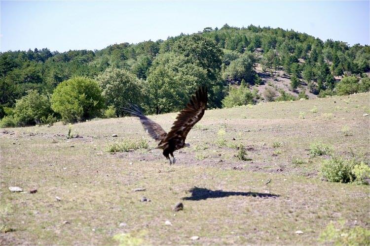 <p>Eskişehir'de farklı tarihlerde yaralı halde bulunan kara akbaba, kızıl şahin, kulaklı orman baykuşu, kerkenez ile kukumav kuşu, tedavilerinin ardından doğaya bırakıldı.</p>

<p> </p>
