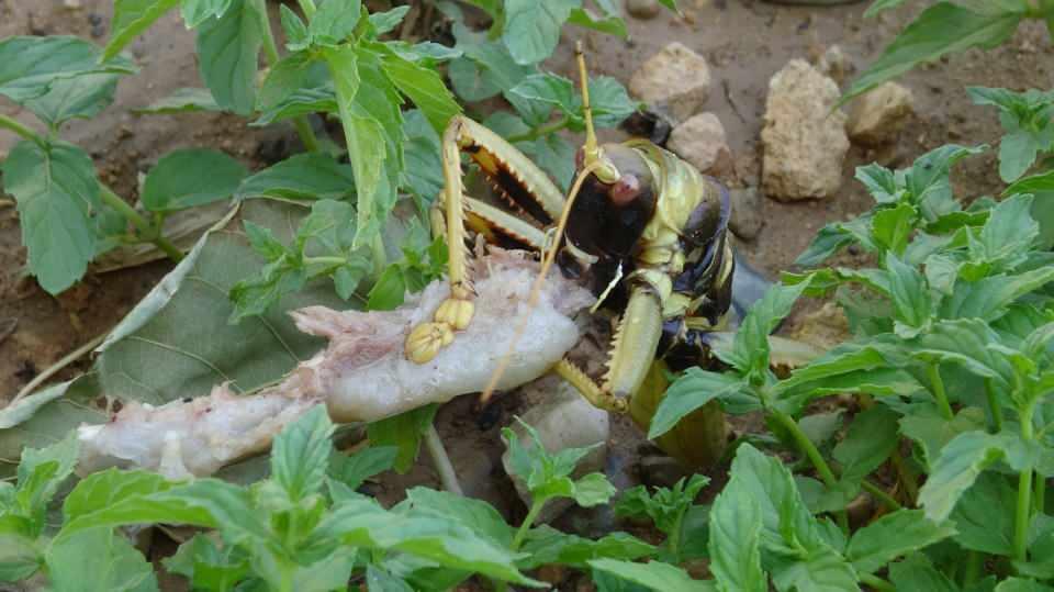 <p>Çiftçi kardeşlerimize buradan sesleniyorum bu dev çekirgeler bahçelere ziyan vermez. Bunlar etçildir.”</p>
