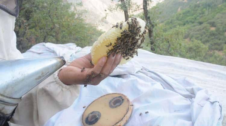 <p>Şu an bulunduğumuz bu yaylamız 2 bin 700 rakımlı bir yayla ve florası oldukça zengin bir bölge. Burada üretilecek ballar haliyle hem kaliteli hem de oldukça sağlıklı ballar olacak. Bu kaliteli ballarımızdan istifade etmek isteyen vatandaşlarımız da projemize dahil olup, istedikleri kovanı satın alabilirler. Satın alınan kovanın tüm bakımları tarafımızca yapılmaktadır. Proje dahilinde kovan satın alan kişiler yıl sonunda isterlerse gelip burada hasadı yerinde takip edebilir ya da isterlerse video konferans yolu ile hasadı kendilerine izletebiliyoruz. Ben bu vesile ile projeye katkılarından dolayı Hizan Bal Üreticileri Birliğine de teşekkür ediyorum. Projemizden istifade etmek isteyen vatandaşlarımız Hizan Bal Üreticileri Birliği aracılıyla bizlere ulaşabilirler” diye konuştu.</p>