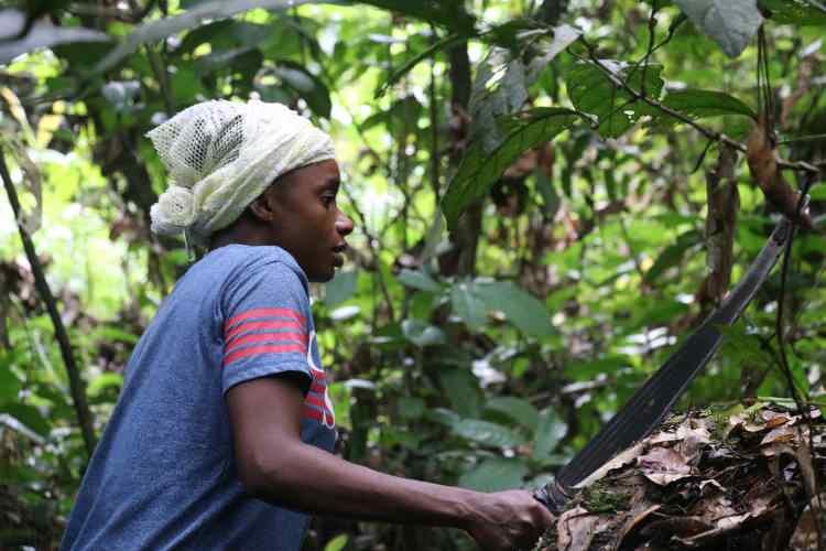 <p>Kamerun’un batısında bulunan Kribi kentine yaklaşık 70 kilometre mesafede Bikuitsi-Njule yerleşkesinde yaşayan Pigme Fouer ailesinin lideri Nzie Fouer, AA muhabirine yaptığı açıklamada, "Hayatımızı balık avlayarak, avcılık yaparak ve ormanda meyve toplayarak devam ettirmek istiyoruz.</p>
