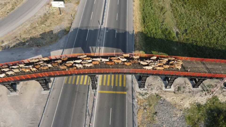 <p>Şehirlerarası ve uluslararası araç trafiğinin yoğun olduğu kara yollarında yaşanan kazaları önlemek, besicilerin hayvanlarını güvenli bir şekilde yolun karşısına geçirmelerini sağlamak amacıyla inşa edilen geçit bölge çiftçisinin yüzünü güldürdü.</p>
<p> </p>