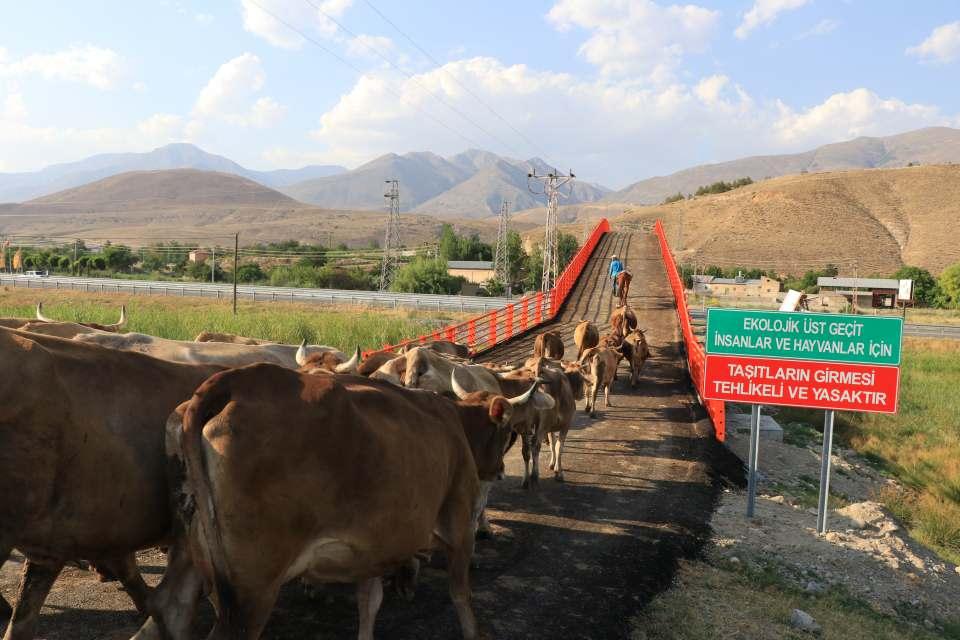<p>Horuz, kara yollarında uygulanan "kaza kara noktaları" kapsamında üst geçidin inşa edildiğini kaydetti.</p>
<p> </p>