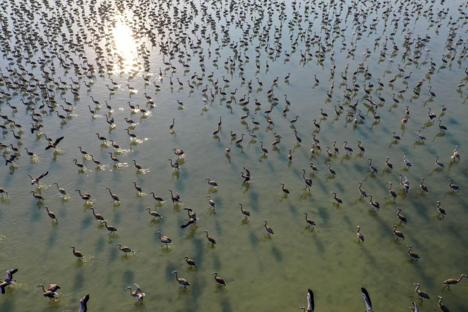 <p>Flamingo yavruları bugünlerde uçma denemelerine başladı, bu ayın sonunda uçmayı öğrenerek Gediz Deltası ve diğer sulak alanlara dağılacaklar. </p>